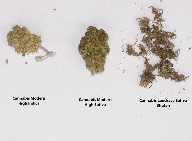 Cannabis Landrace Sativa